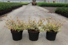 Abelia grandiflora 'Tricolor Charm' - PROMO - 7 st. 25-30 C4