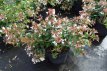 Abelia grandiflora 50/60 C10 Abelia grandiflora 50-60 C10