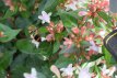 Abelia grandiflora 25/30 C Abelia grandiflora 25-30 C