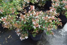 Abelia grandiflora 25-30 C