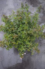 Abelia grandiflora 'Abelops'®(=Sunshine daydream)  25-30 C
