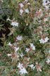 Abelia grandiflora 'Confetti® 20/25 C Abelia grandiflora 'Confetti® (‘Conti’) 25-30 C