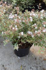 Abelia grandiflora 'Confetti® (‘Conti’) 25-30 C