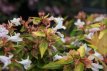Abelia grandiflora Francis Mason 25/30 C Abelia grandiflora ‘Francis Mason’(=Variegata)  25-30  C