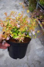 Abelia grandiflora ‘Francis Mason’(=Variegata)  25-30  C