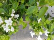 Abelia x grandiflora 'Happy Daydream' 20/25 C2 Abelia x grandiflora 'Happy Daydream' 20-25 C2
