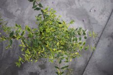 Abelia grandiflora 'Hopleys' - PROMO - 10 stuks - 20-25 C