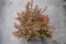 Abelia grandiflora 'Kaleidoscope'®    25-30  C