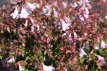 Abelia grandiflora 'Pinky Bells' 20/25 C3 Abelia grandiflora 'Pinky Bells' 20-25 C3