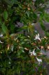 Abelia grandiflora Prostrata 25/30 C Abelia grandiflora ‘Prostrata’  25-30  C