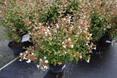 Abelia grandiflora Prostrata 25/30 C Abelia grandiflora ‘Prostrata’  25-30  C