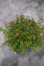 Abelia grandiflora ‘Sherwood’ - 10 st. 25/30 C Abelia grandiflora ‘Sherwood’  - 10 stuks - 25-30 C