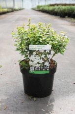 Abelia zanderi 'Little Richard' - PROMO - 7 st. 25-30 C4