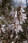 Abeliophyllum distichum - Sneeuwforsythia 30-40  C