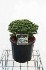 Abies koreana 'Brilliant' | Koreaanse zilverspar 20-25 C11