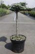 Abies koreana 'Kohouts Icebreaker'® stam 40+ Abies koreana 'Kohouts Icebreaker'® | Koreaanse den - stam 40+