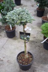 Abies koreana 'Kohouts Icebreaker'® stam 40+ Abies koreana 'Kohouts Icebreaker'® | Koreaanse den - stam 40+