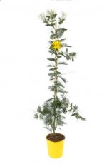 Acacia dealbata 'Subalpina' (=Mimosa) 120-140 C4