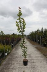 Acer campestre 'William Caldwell' - Veldesdoorn 150-175 C12