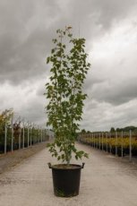 Acer davidii - Esdoorn 125-150 C18