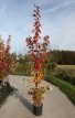 Acer freem.'Autumn Blaze' 150/175 C12 Acer freemanii 'Autumn Blaze'(=jeffersred) - Veldesdoorn 150-175 C12