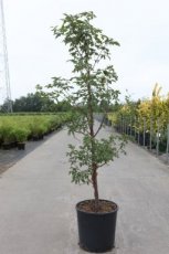 Acer griseum 125/150 C18 Acer griseum 125-150 C18 Kaneelesdoorn