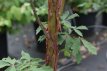 Acer griseum 60/80 C Acer griseum - Kaneelesdoorn 60-80 C