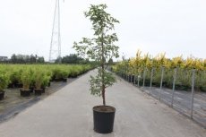 Acer griseum 80/100 C12 Acer griseum 80-100 C12 Kaneelesdoorn