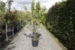 Acer griseum(meerstam) 125/150 C25 Acer griseum (meerstammig) 125-150 C25 KANEELESDOORN