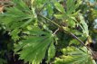 Acer japonicum ‘Aconitifolium’ 30/40 C4