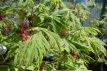 Acer japonicum ‘Aconitifolium’ 30/40 C4