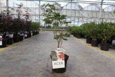 Acer japonicum ‘Aconitifolium’ - Esdoorn 30-40 C4