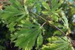 Acer japonicum ‘Aconitifolium’ 30/40 C5 Acer japonicum ‘Aconitifolium’ - Esdoorn 30-40 C5