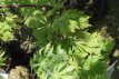 Acer japonicum ‘Aconitifolium’ 30/40 C5 Acer japonicum ‘Aconitifolium’ - Esdoorn 30-40 C5