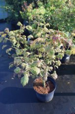 Acer japonicum ‘Aconitifolium’ - Esdoorn 30-40 C5