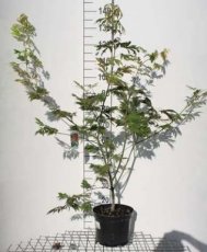 Acer japonicum ‘Aconitifolium’ 60/80 C10 Acer japonicum ‘Aconitifolium’ - Esdoorn 60-80 C10
