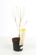 Acer palmatum 'Bi-Hoo'  - Esdoorn 40-50 C3