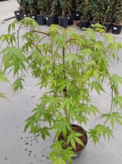Acer palmatum 'Cascade Emerald' - Esdoorn - stam 40 - C4