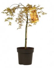 Acer palm.'Cascade Gold' - stam 60 C10 Acer palm.'Cascade Gold' - Esdoorn - stam 60 C10