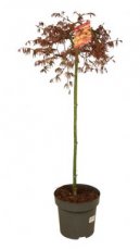 Acer palmatum 'Cascade Emerald' - Esdoorn - stam 110-120  - C14