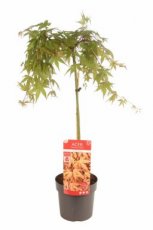 Acer palmatum 'Cascade Emerald' - Esdoorn - stam 40 C