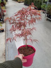 Acer palmatum 'Extravagance' - Esdoorn 30-35 C3