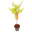 Acer palm. 'Moonrise' - stam 100 - C14 Acer palmatum 'Moonrise' | Esdoorn - stam 100 - C14