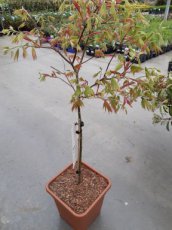 Acer palm. 'Moonrise' - stam 100 - C14 Acer palmatum 'Moonrise' | Esdoorn - stam 100 - C14