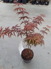 Acer palmatum 'Peve Starfish' - Esdoorn 30-35 C3