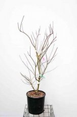 Acer palmatum 'Seiryu' - Esdoorn 100-125 C15