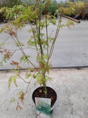 Acer palmatum 'Seiryu' - Esdoorn 35-45 C3