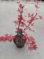 Acer palmatum 'Shin-deshojo' - Esdoorn 60-80 C12