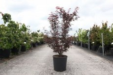 Acer palm.'Skeeter's Broom' 100/125 C18 Acer palmatum 'Skeeter's Broom' - Esdoorn 100-125 C18