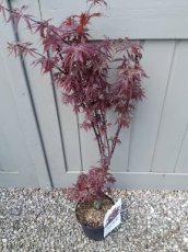 Acer palmatum 'Skeeter's Broom' - Esdoorn 50-60 C